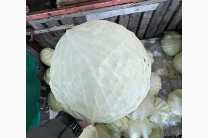 Капуста б/к оптом от фермеров- фото № 2