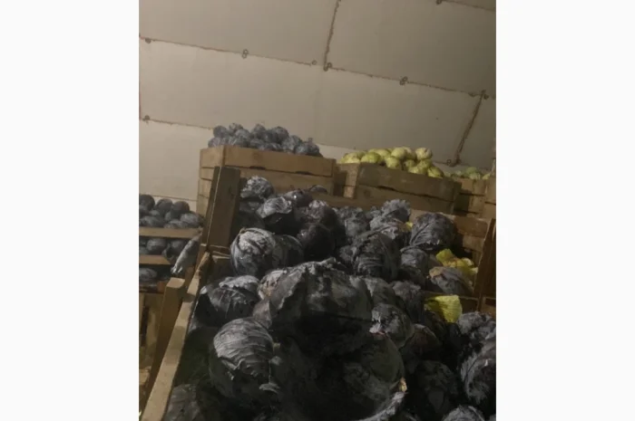 Капуста червоно качану на продажу- фото № 1