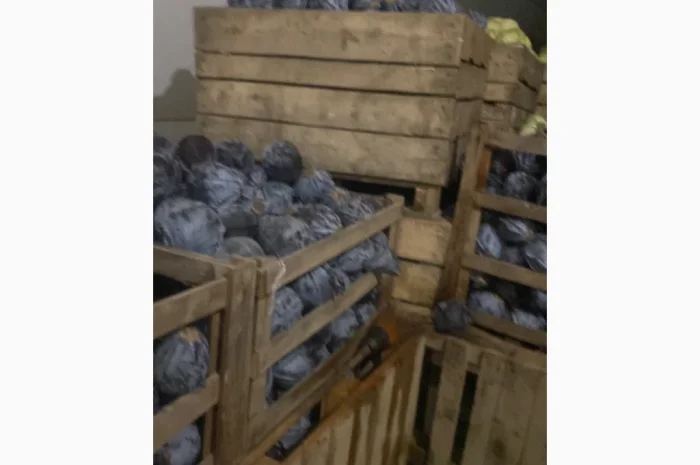 Капуста червоно качану на продажу- фото № 2