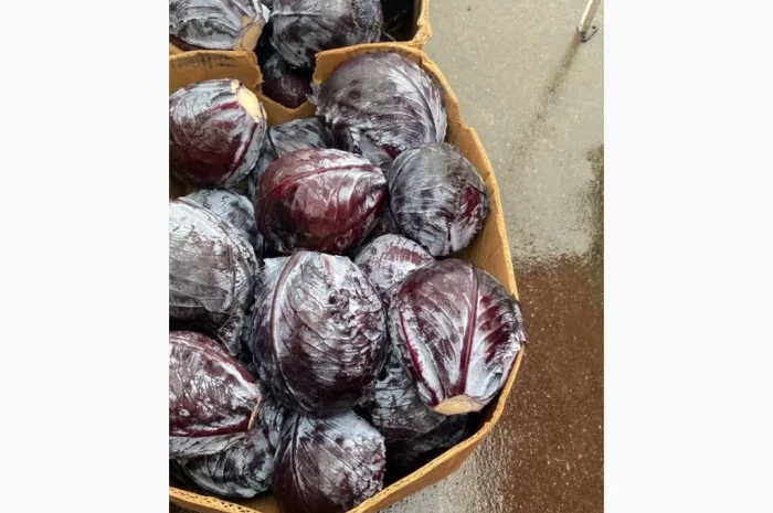 Капуста червоно качану на продажу- фото № 4