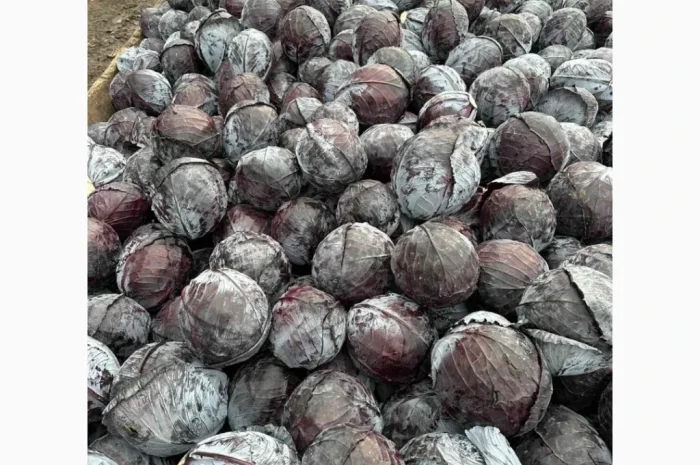 Капуста червоноголова на продаж- фото № 1