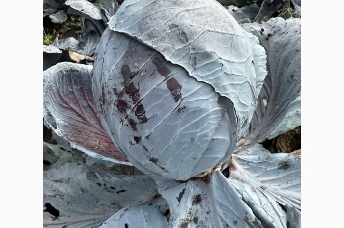 Капуста червоноголова на продаж- фото № 2