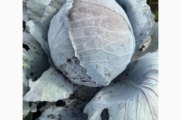 Капуста червоноголова на продаж- фото № 3