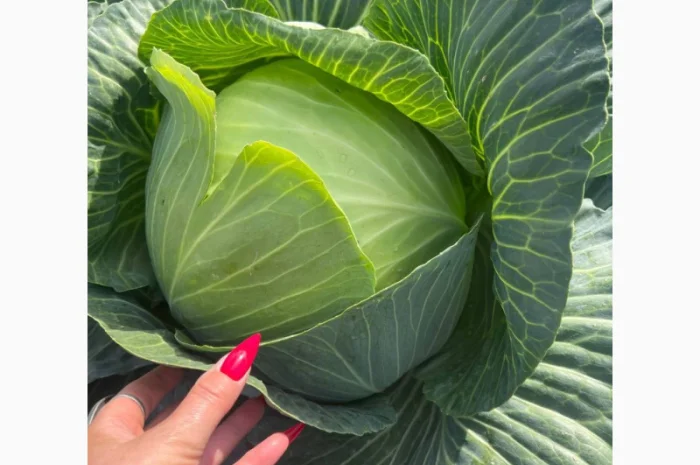 Капуста на голубці на продажу- фото № 1