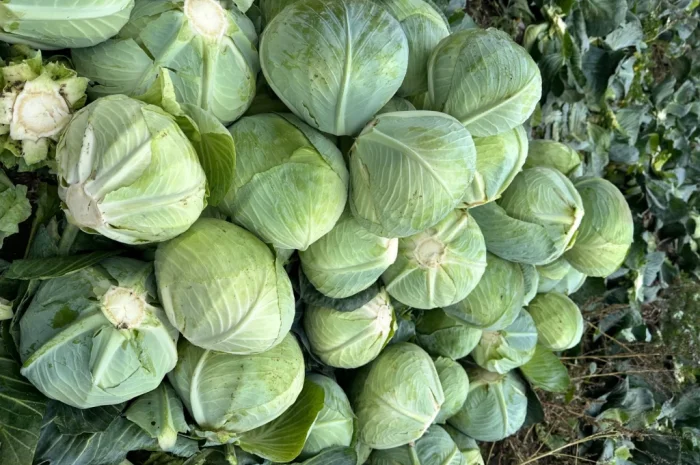 Продаж капусти Агресор F1 в сітці 30 кг- фото № 1