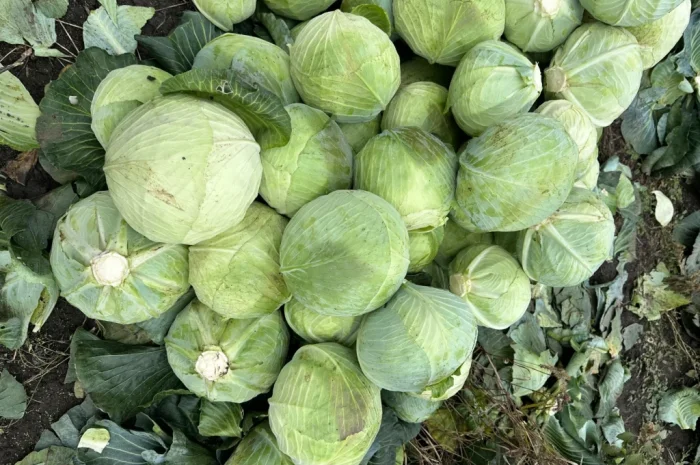 Продаж капусти Агресор F1 в сітці 30 кг- фото № 2