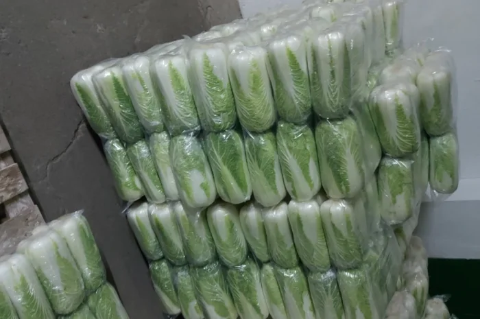 Пекинська капуста на продаж- фото № 3