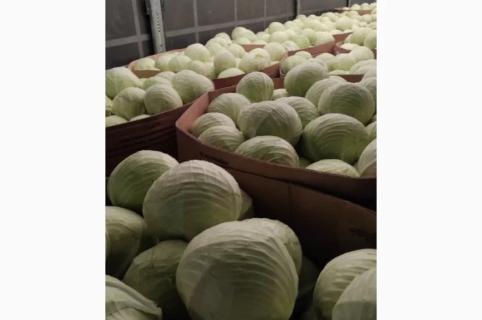 Продаж капусти білоголової врожаю 2022 року- фото № 1