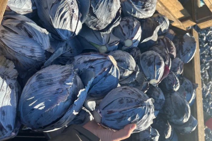 Капуста червонокочанна на продаж- фото № 1