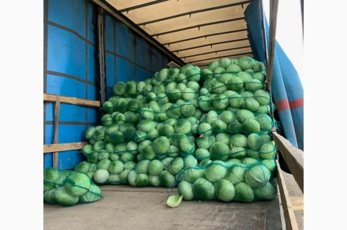Продаж капусти сорту Агресор оптом- фото № 4