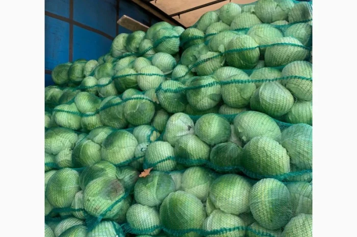 Продаж капусти сорту Агресор оптом- фото № 3