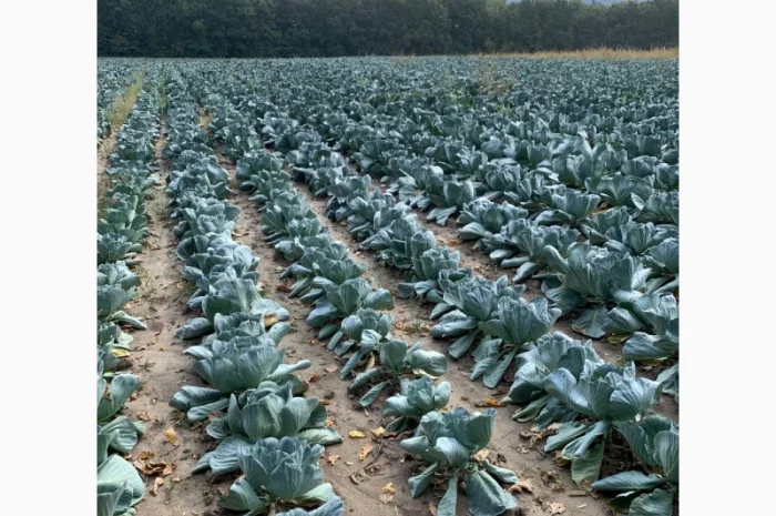 Продаж капусти сорту Агресор оптом- фото № 5