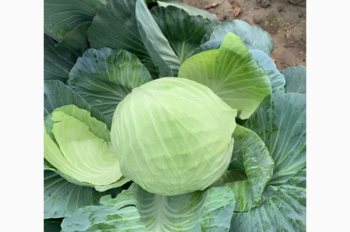 Продаж капусти сорту Агресор оптом- фото № 1