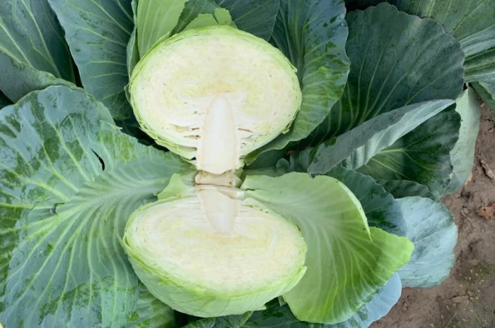 Продаж капусти сорту Агресор оптом- фото № 2