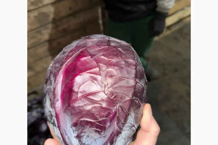 Червоннокачанная капуста оптом- фото № 1