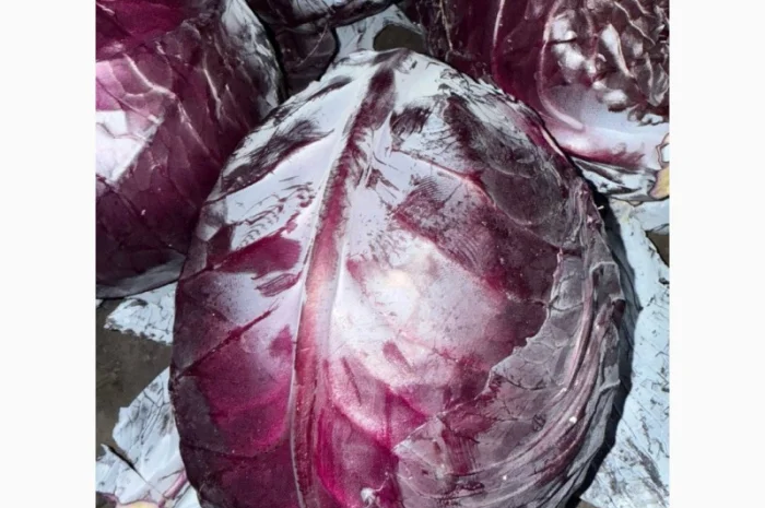 Червоннокачанная капуста оптом- фото № 2