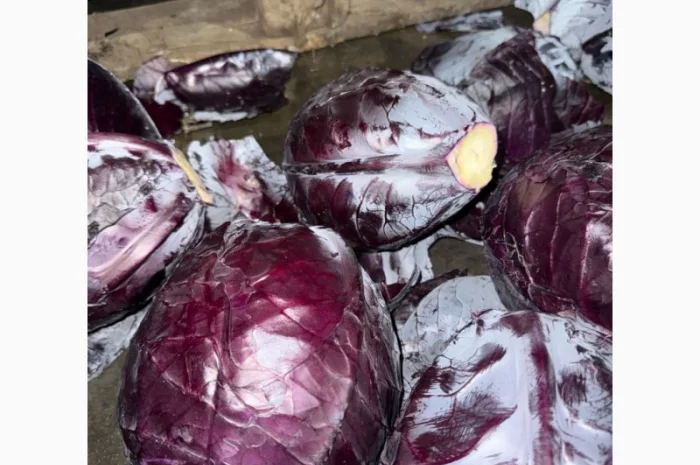 Червоннокачанная капуста оптом- фото № 7