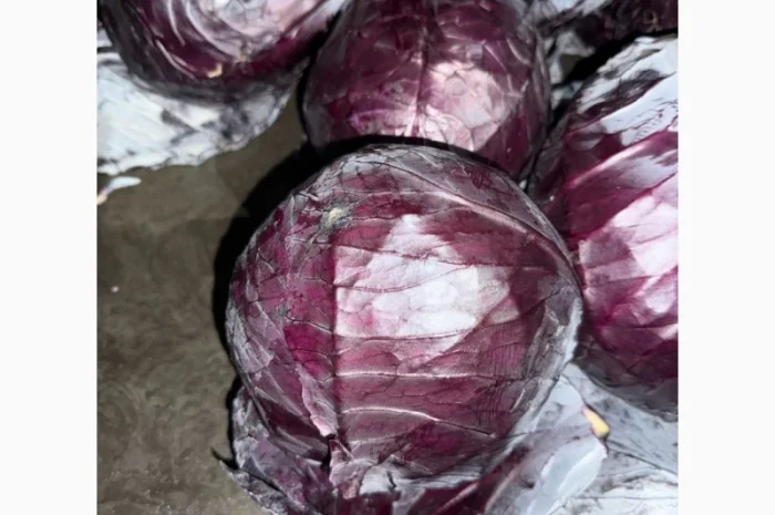Червоннокачанная капуста оптом- фото № 9