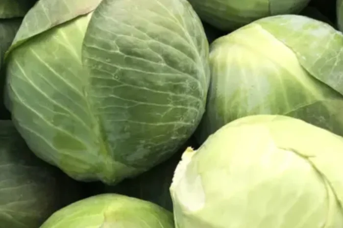 Капуста білокачанна на продаж- фото № 1
