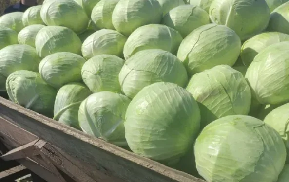 Капуста сорту Агресор на продажу- фото № 1