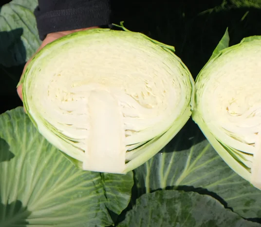 Капуста сорту Агресор на продажу- фото № 2