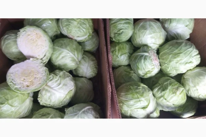 Капуста ранняя 1, 2 сорт на продажу- фото № 1