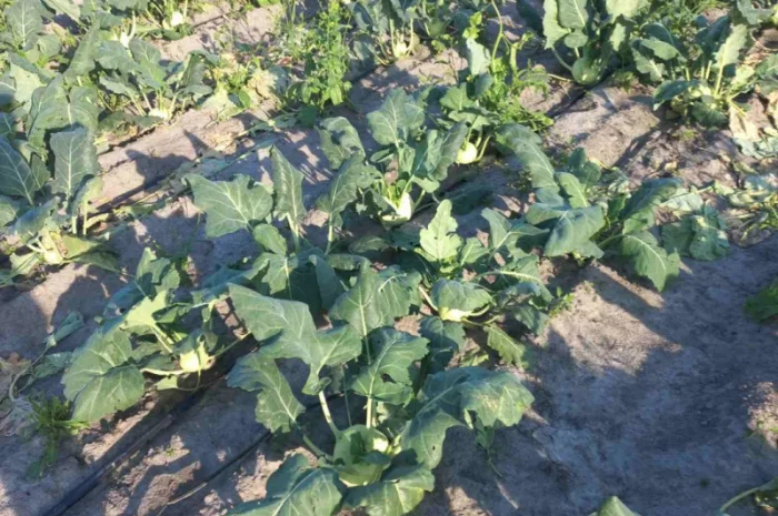 Капуста кольрабі на продаж- фото № 1