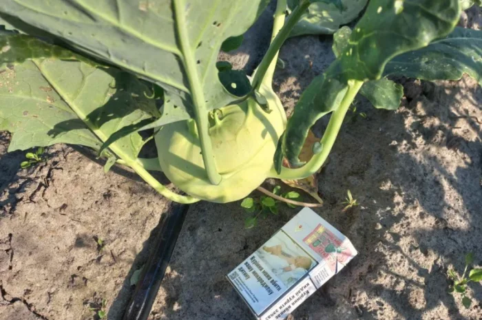 Капуста кольрабі на продаж- фото № 2