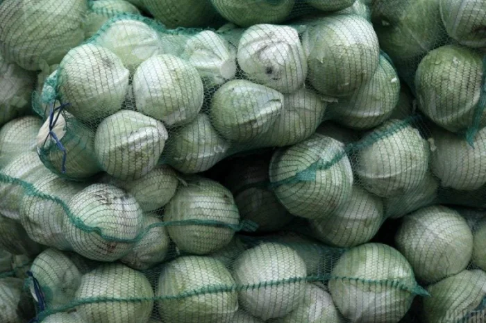 Продаж капусти білокачанної 2 сорту оптом- фото № 1