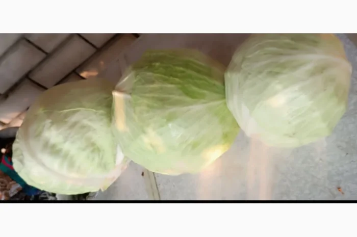 Капуста агресор мелкий опт- фото № 1