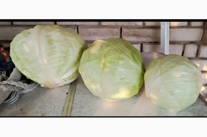 Капуста агресор мелкий опт- фото № 2