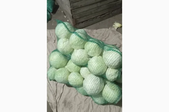 Продаж капусти- фото № 1