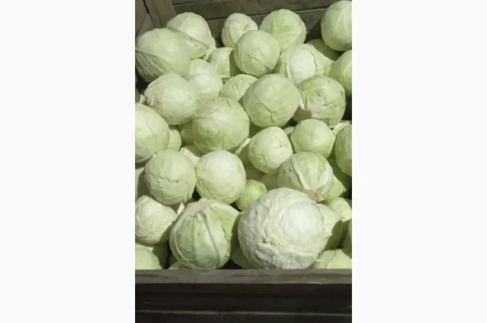 Продаж капусти- фото № 3
