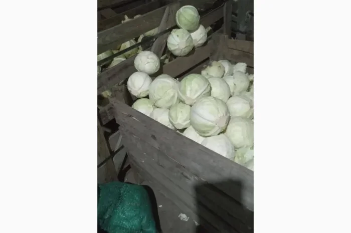 Продаж капусти- фото № 4