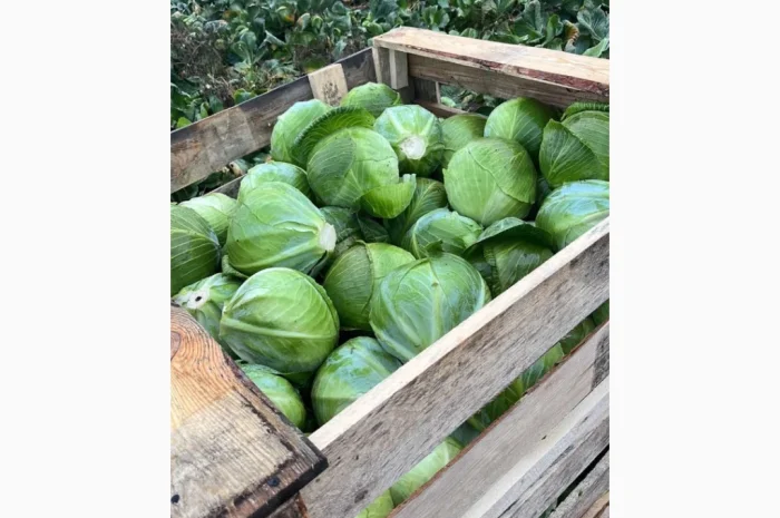 Капуста сорт Експерт і Сторідор на продажу- фото № 1