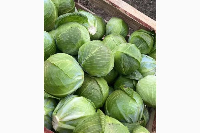 Капуста сорт Експерт і Сторідор на продажу- фото № 2