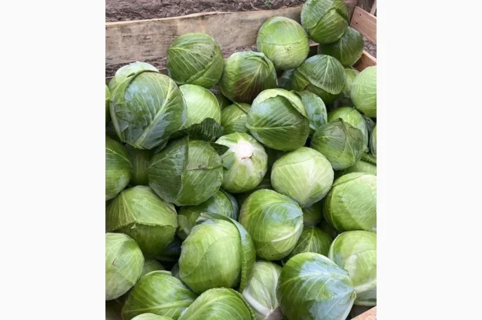 Капуста сорт Експерт і Сторідор на продажу- фото № 3