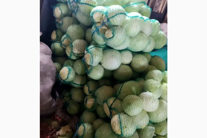 Продаю белокачанную капусту- фото № 1