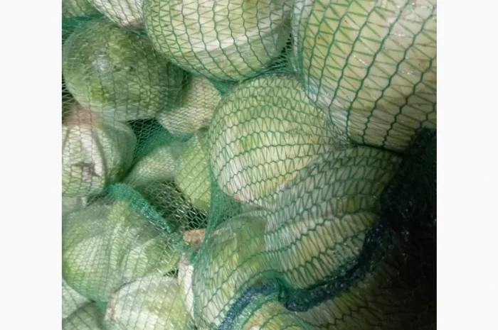 Капуста оптом від 100 кг до 3 тонн- фото № 1