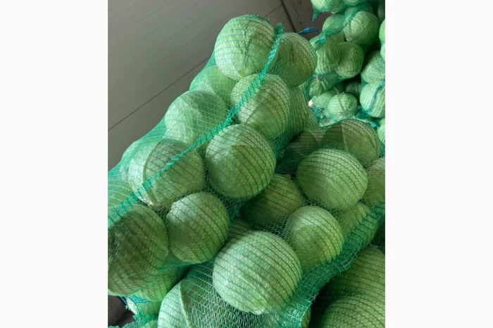 Капуста від виробника- фото № 1