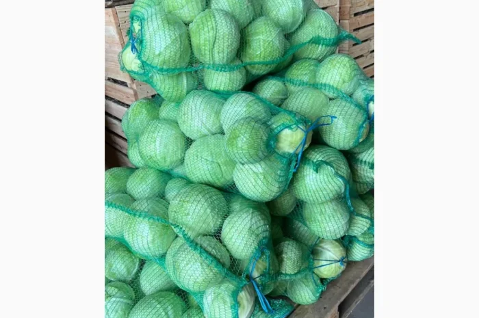 Капуста від виробника- фото № 2