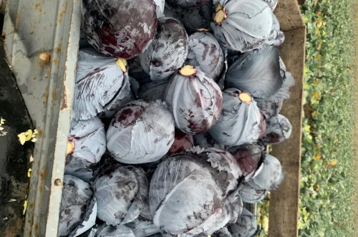 Куплю синю капусту оптом- фото № 1