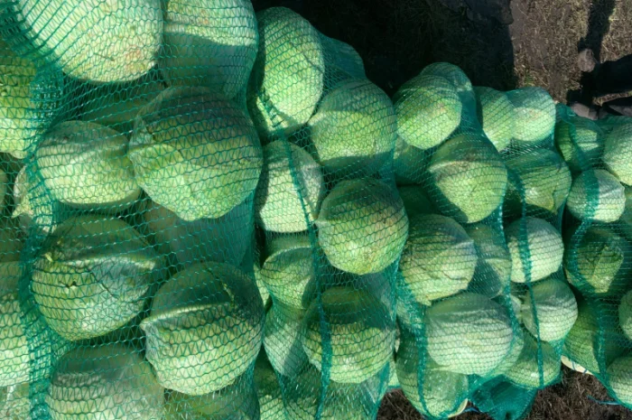 Продаж капусти пізньої епікур- фото № 1