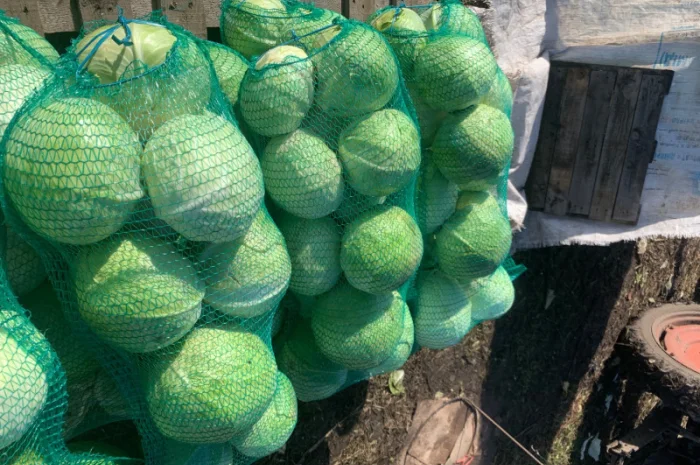Продаж капусти пізньої епікур- фото № 2