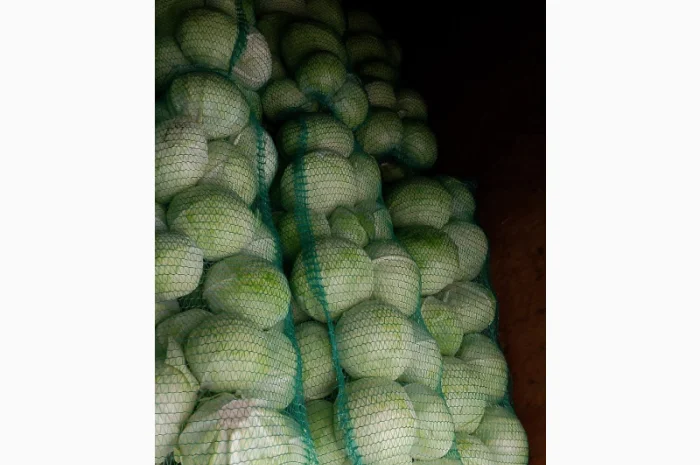 Капуста Сорт Агресор на продаж- фото № 1