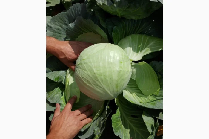 Капуста Сорт Агресор на продаж- фото № 2