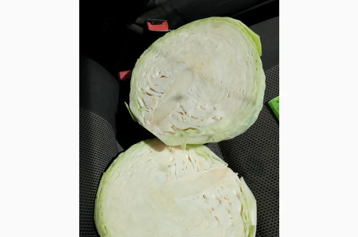 Капуста Сорт Агресор на продаж- фото № 3