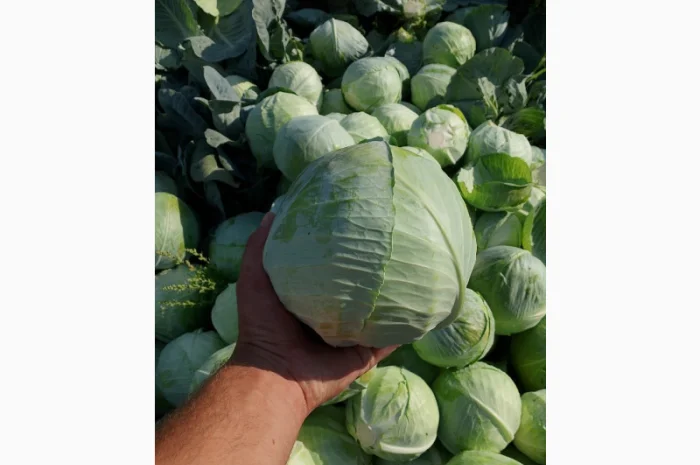 Капуста Сорт Агресор на продаж- фото № 4