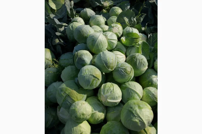 Капуста Сорт Агресор на продаж- фото № 5