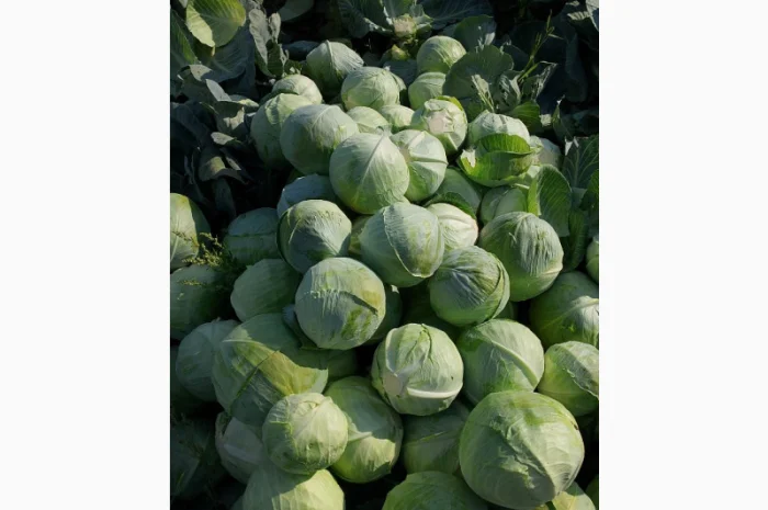 Капуста Сорт Агресор на продаж- фото № 6